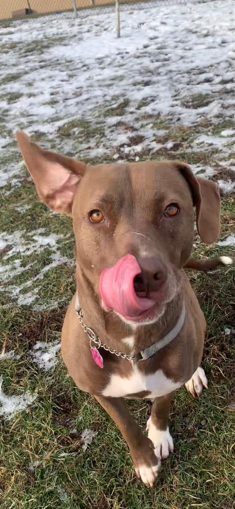 Enlarge Brownie, a Adoptable Pit Bull Terrier in New Manchester, WV image 5/6