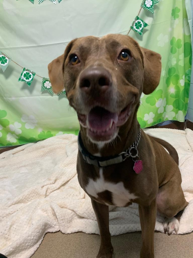 Enlarge Brownie, a Adoptable Pit Bull Terrier in New Manchester, WV image 5/6