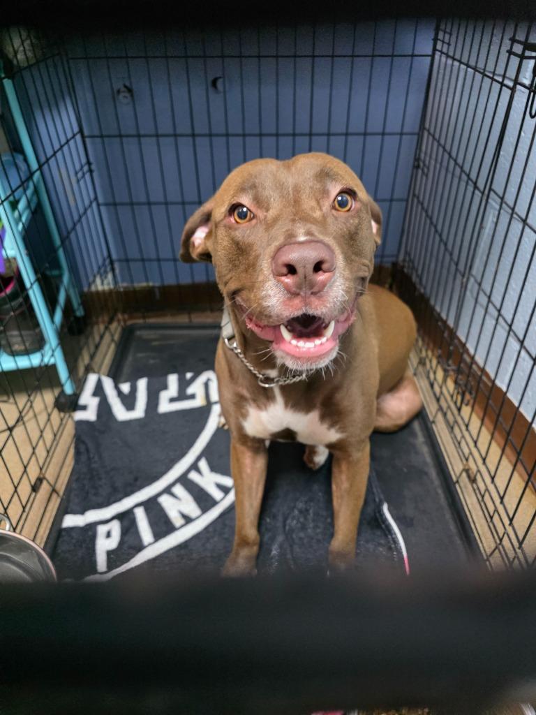 Enlarge Brownie, a Adoptable Pit Bull Terrier in New Manchester, WV image 6/6