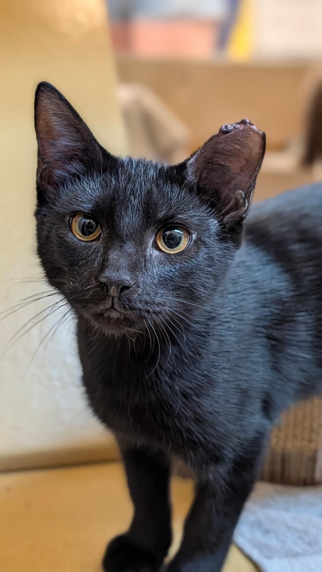 Enlarge Tetra (brother to Guppy), a Adoptable Domestic Short Hair in Sunset Valley, TX image 5/6