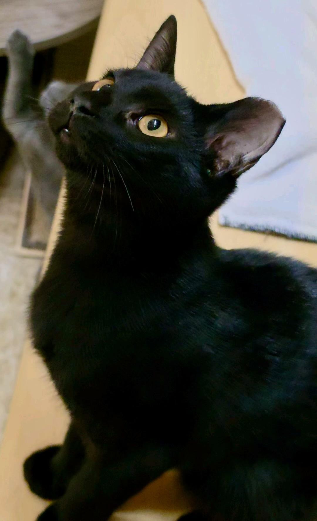 Enlarge Tetra (brother to Guppy), a Adoptable Domestic Short Hair in Sunset Valley, TX image 6/6