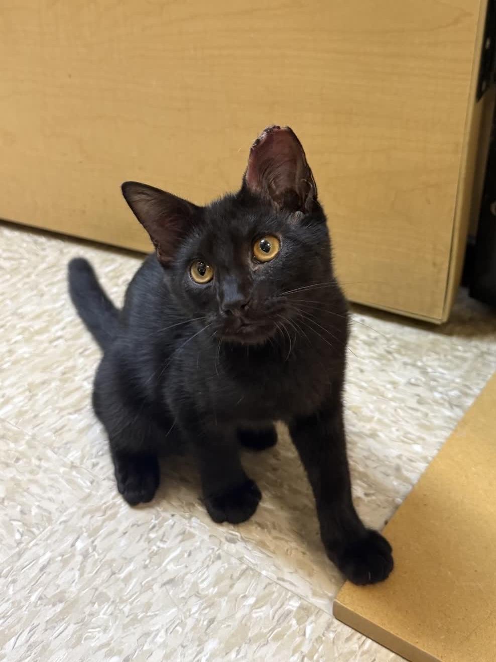 Enlarge Tetra (brother to Guppy), a Adoptable Domestic Short Hair in Sunset Valley, TX image 1/6
