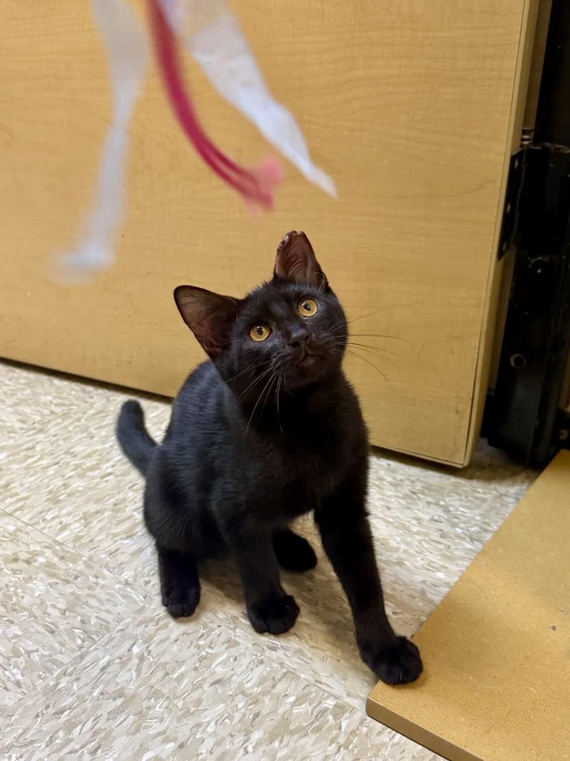 Enlarge Tetra (brother to Guppy), a Adoptable Domestic Short Hair in Sunset Valley, TX image 3/6