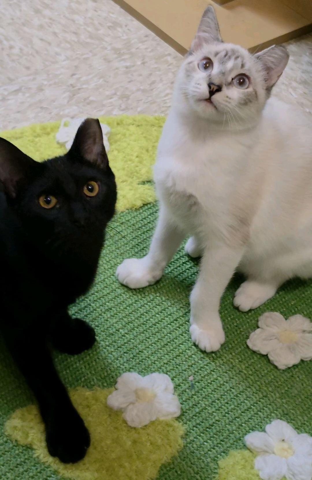 Enlarge Tetra (brother to Guppy), a Adoptable Domestic Short Hair in Sunset Valley, TX image 2/6