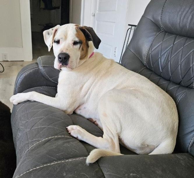 Fergie, Adoptable, Adult Female American Bulldog.