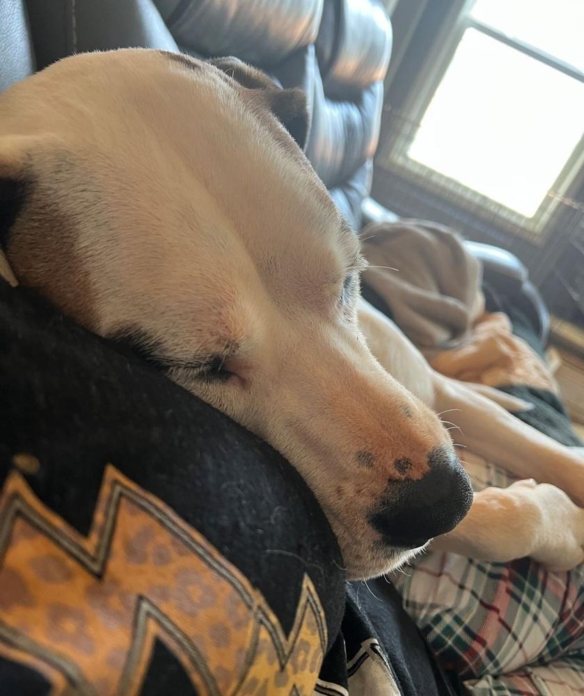 Enlarge Fergie, a Adoptable mixed breed in Gillsville, GA image 3/4