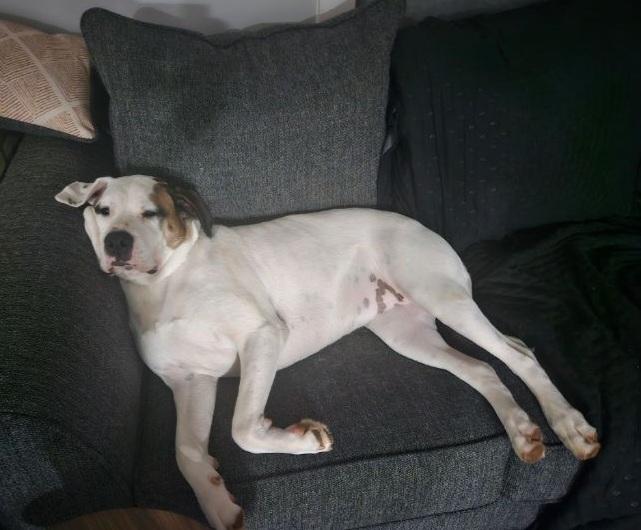 Enlarge Fergie, a Adoptable mixed breed in Gillsville, GA image 4/4