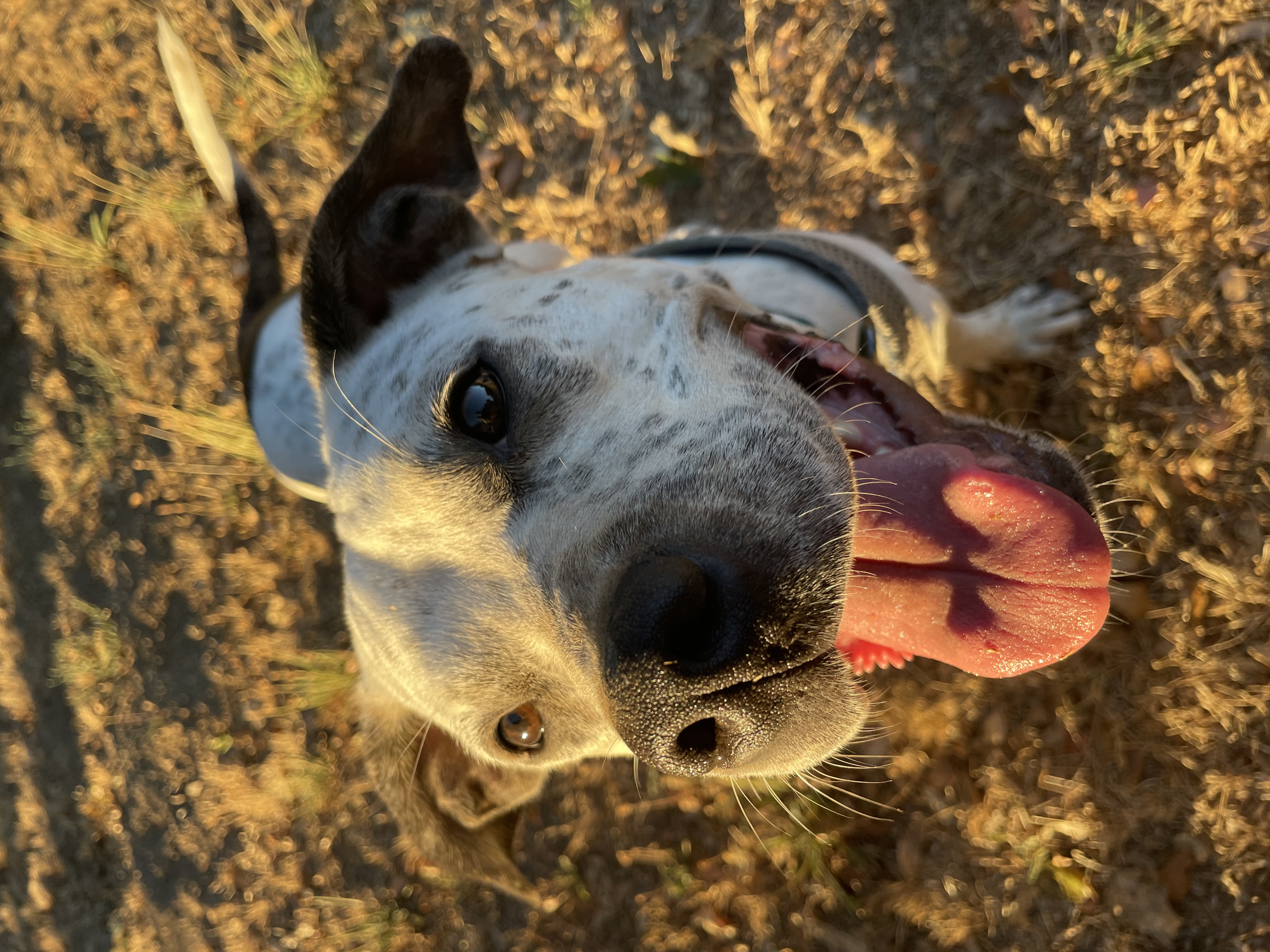 Izzy, a Adoptable mixed breed in Willits , CA image 1/5
