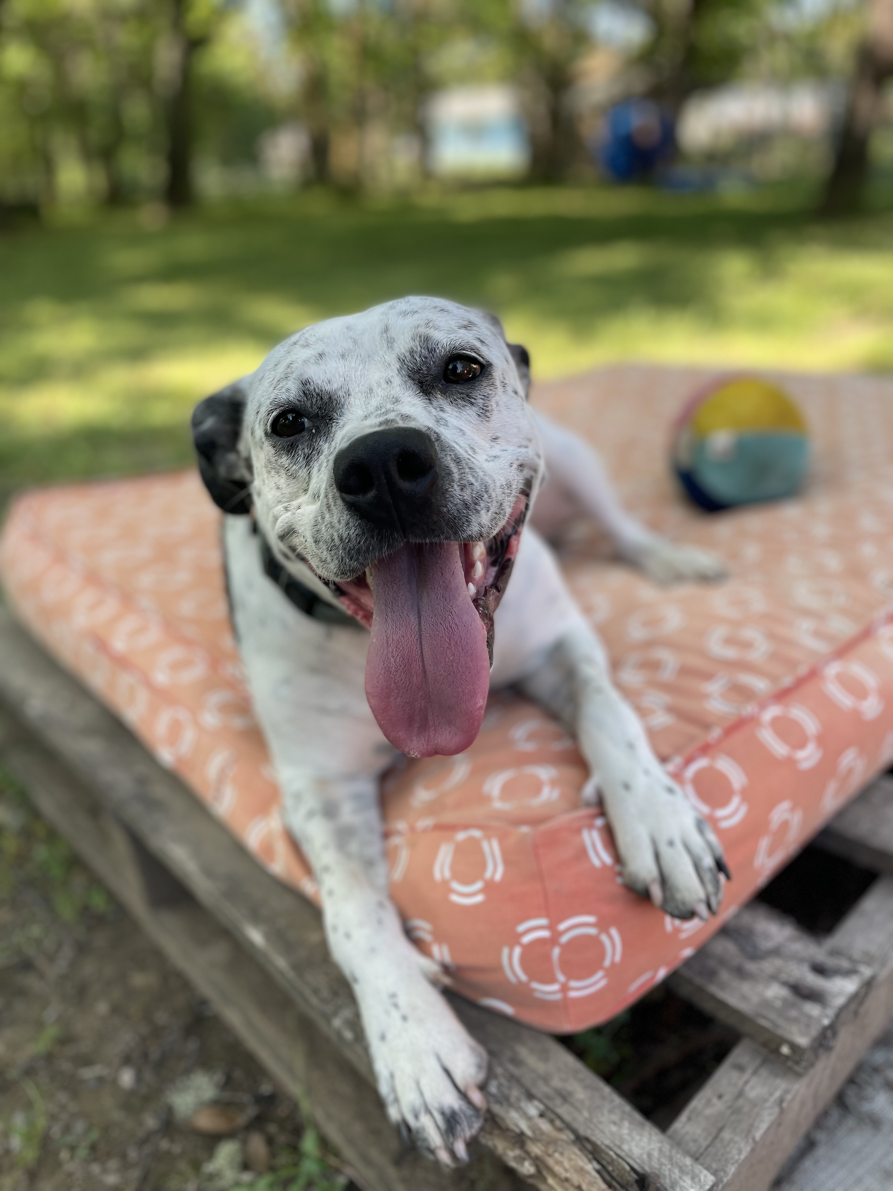 Izzy, a Adoptable mixed breed in Willits , CA image 5/5