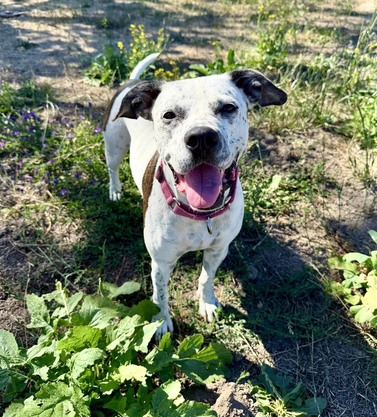 Izzy - Urgent, Adoptable, Adult Female Australian Cattle Dog / Blue Heeler & American Bulldog.
