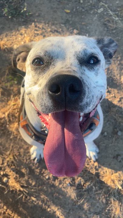 Enlarge Izzy, a Adoptable mixed breed in Willits , CA video 4/5