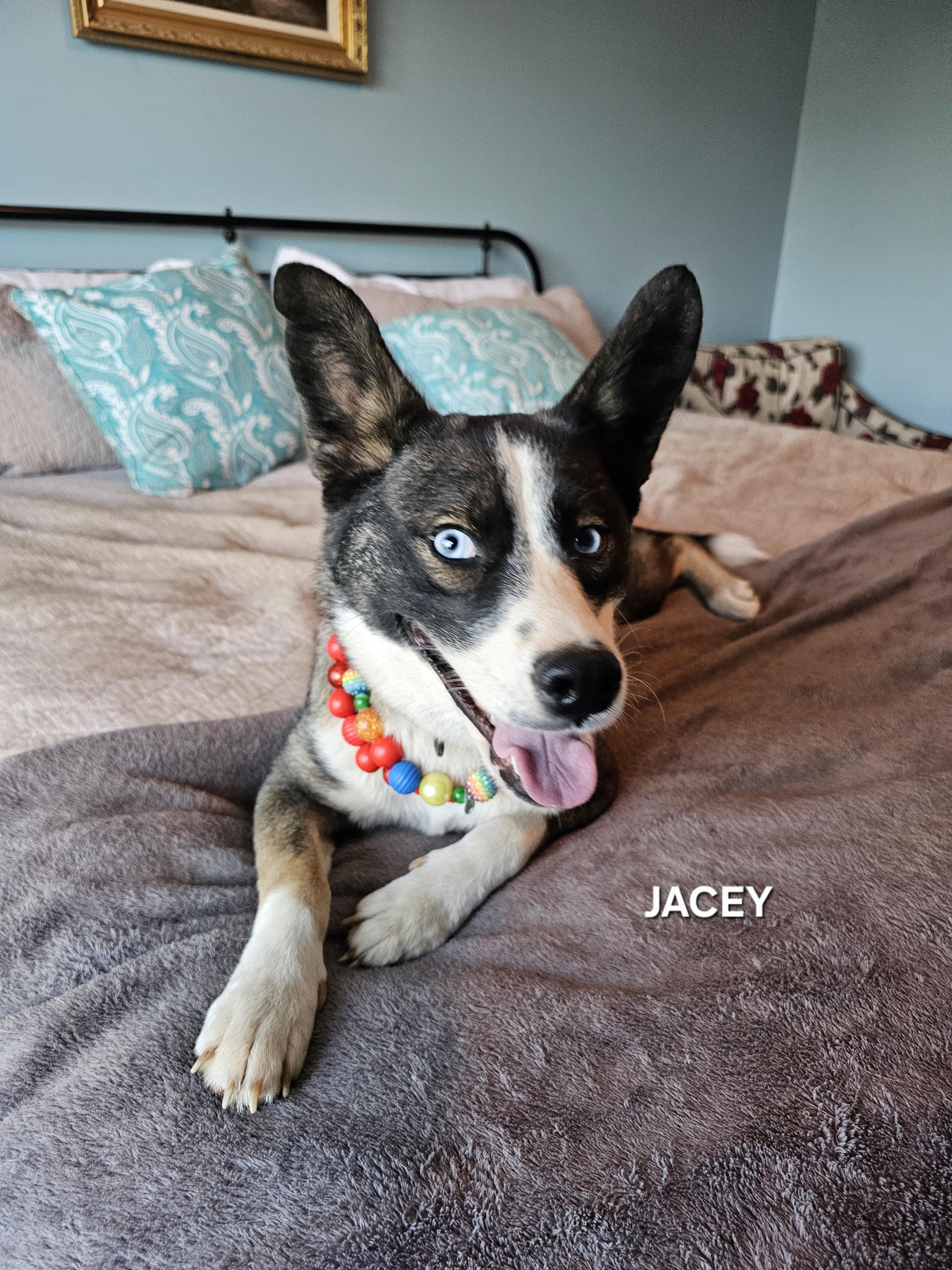 Jacey, adopted, Adult Female Australian Shepherd & Husky.