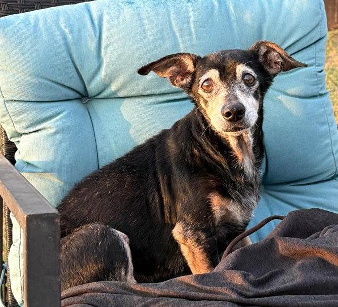 Enlarge Ryder TX, a Adopted mixed breed in Boonton, NJ image 1/3