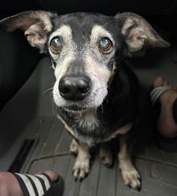 Enlarge Ryder TX, a Adopted mixed breed in Boonton, NJ image 2/3