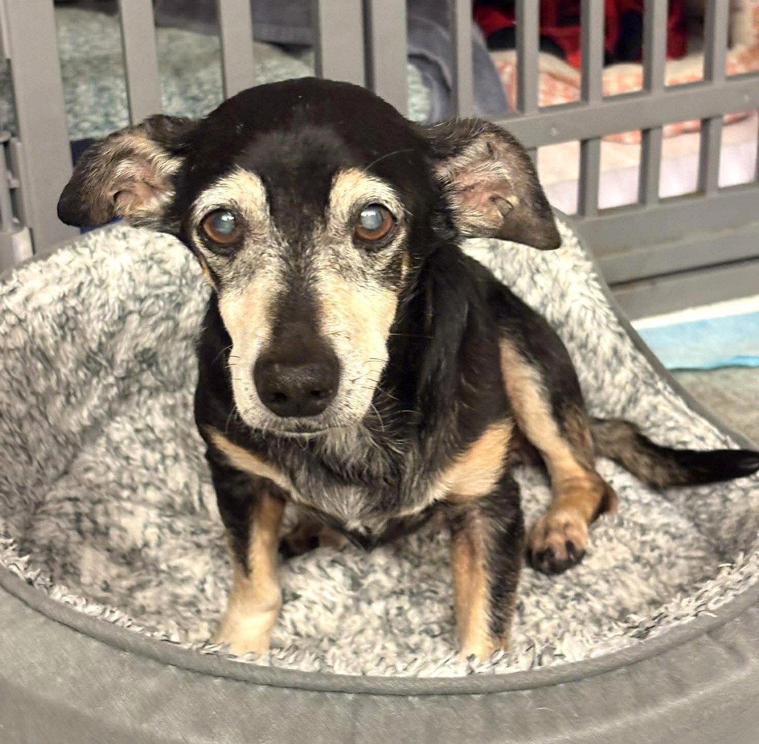 Enlarge Ryder TX, a Adopted mixed breed in Boonton, NJ image 3/3