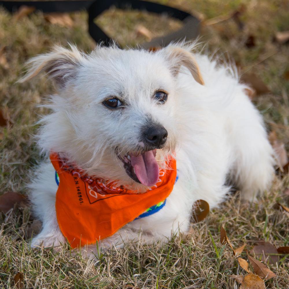 Squish, a Adoptable mixed breed in Marietta, GA image 1/6