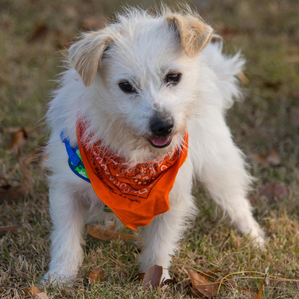 Squish, a Adoptable mixed breed in Marietta, GA image 2/6