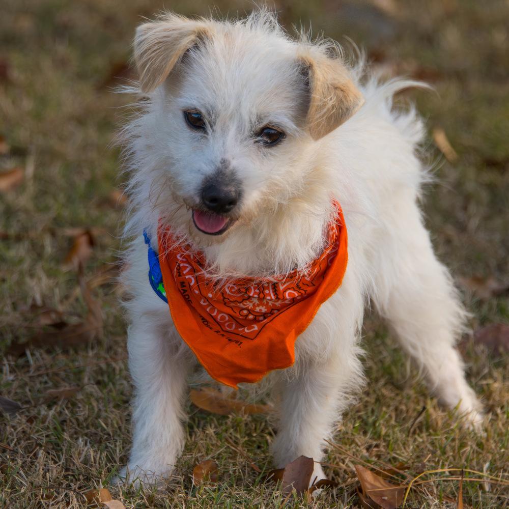 Squish, a Adoptable mixed breed in Marietta, GA image 3/6