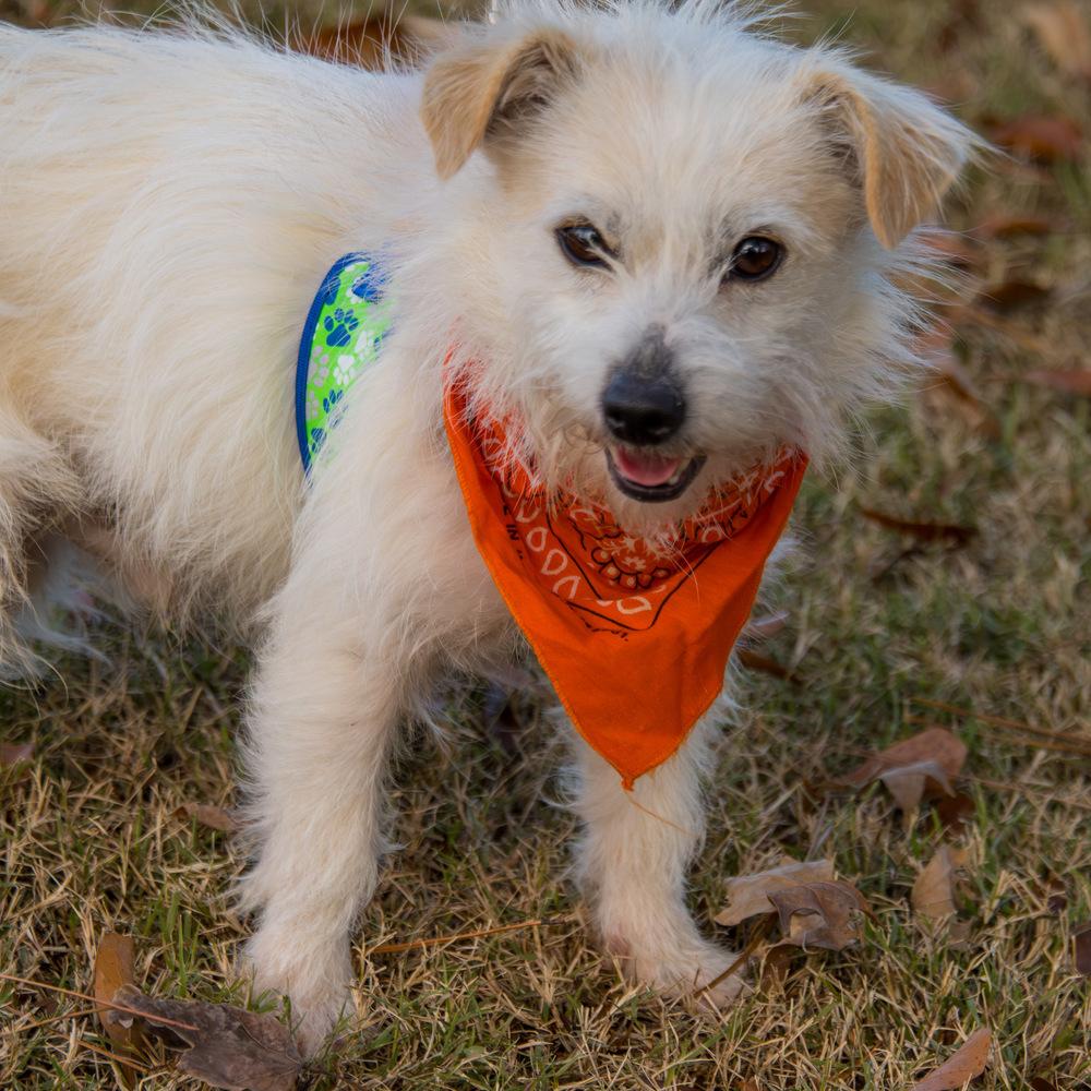 Squish, a Adoptable mixed breed in Marietta, GA image 4/6