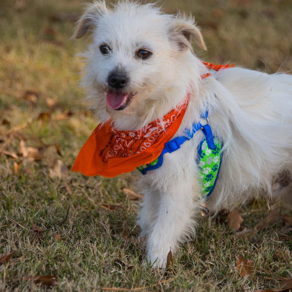 Squish, a Adoptable mixed breed in Marietta, GA image 5/6