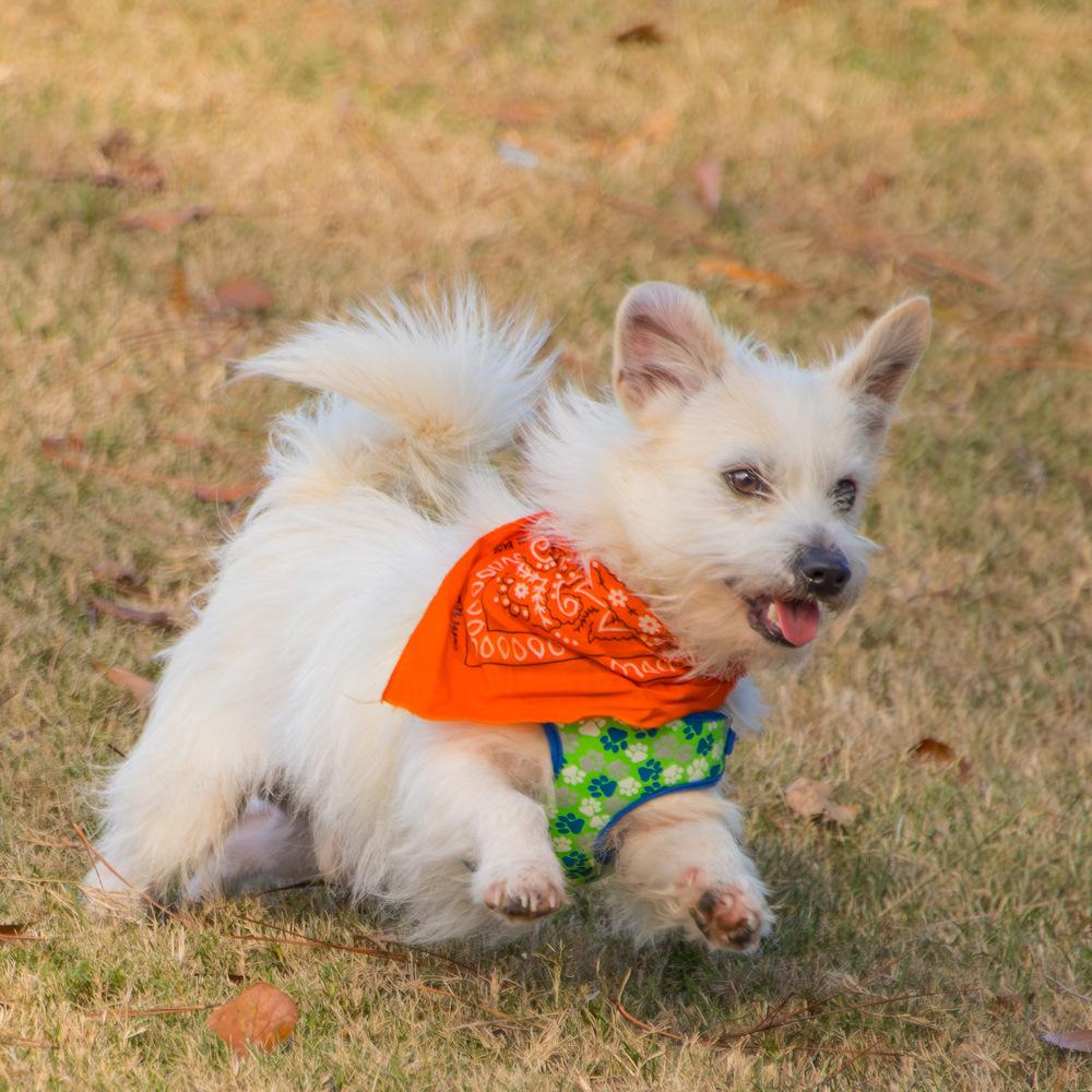 Squish, a Adoptable mixed breed in Marietta, GA image 6/6