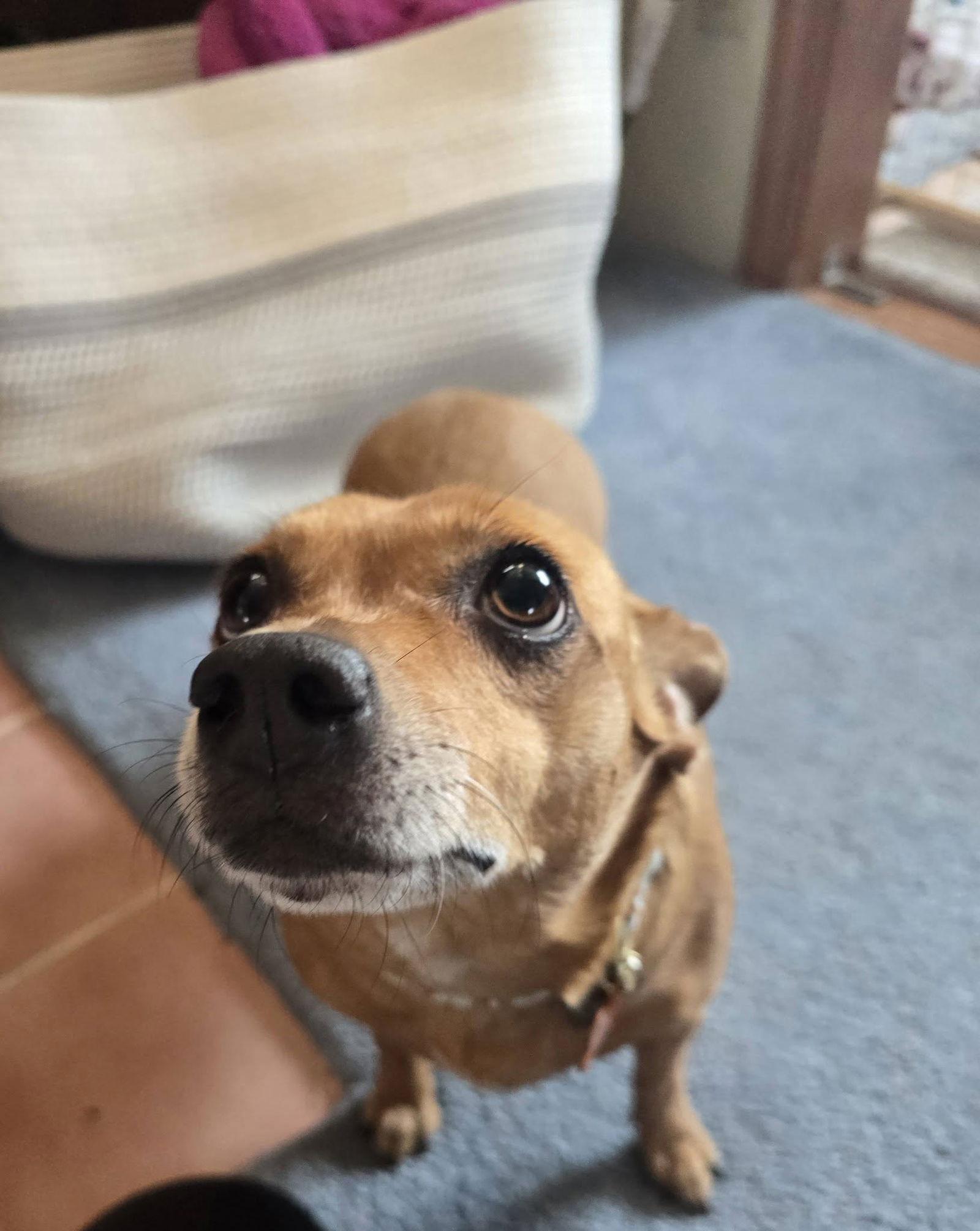 Lexi, Adoptable, Adult Female Chihuahua & Dachshund.