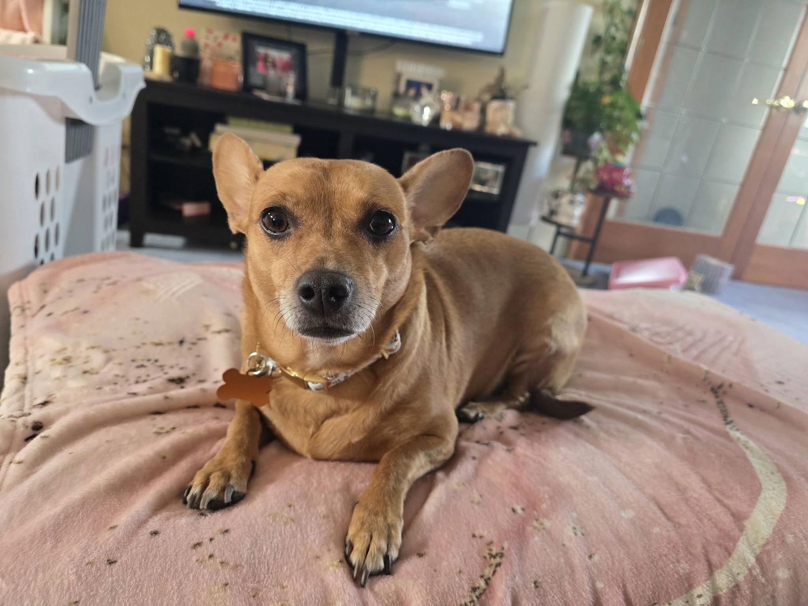 Lexi, a Adoptable mixed breed in Springville, NY image 2/2