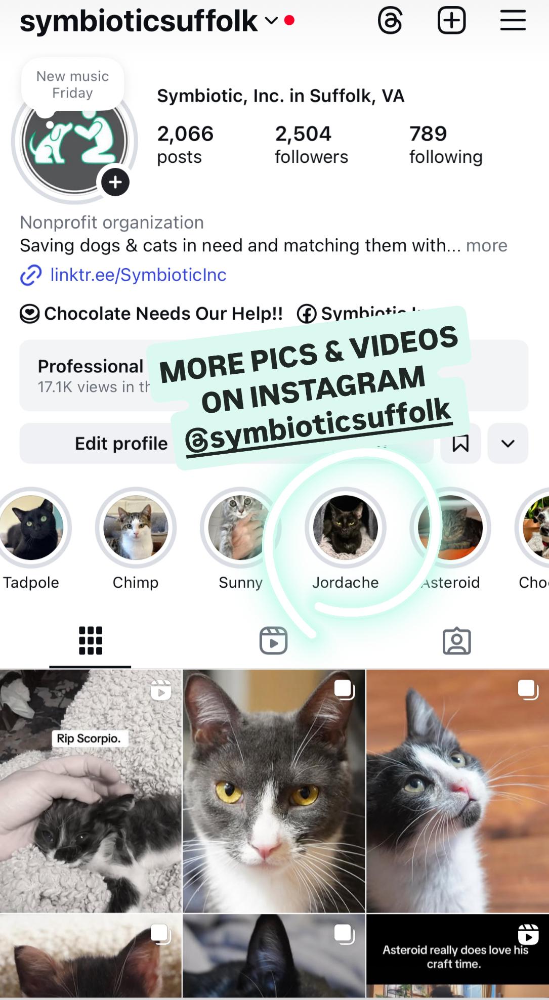 Enlarge Jordache, a Adoptable Domestic Short Hair in Suffolk, VA image 6/6