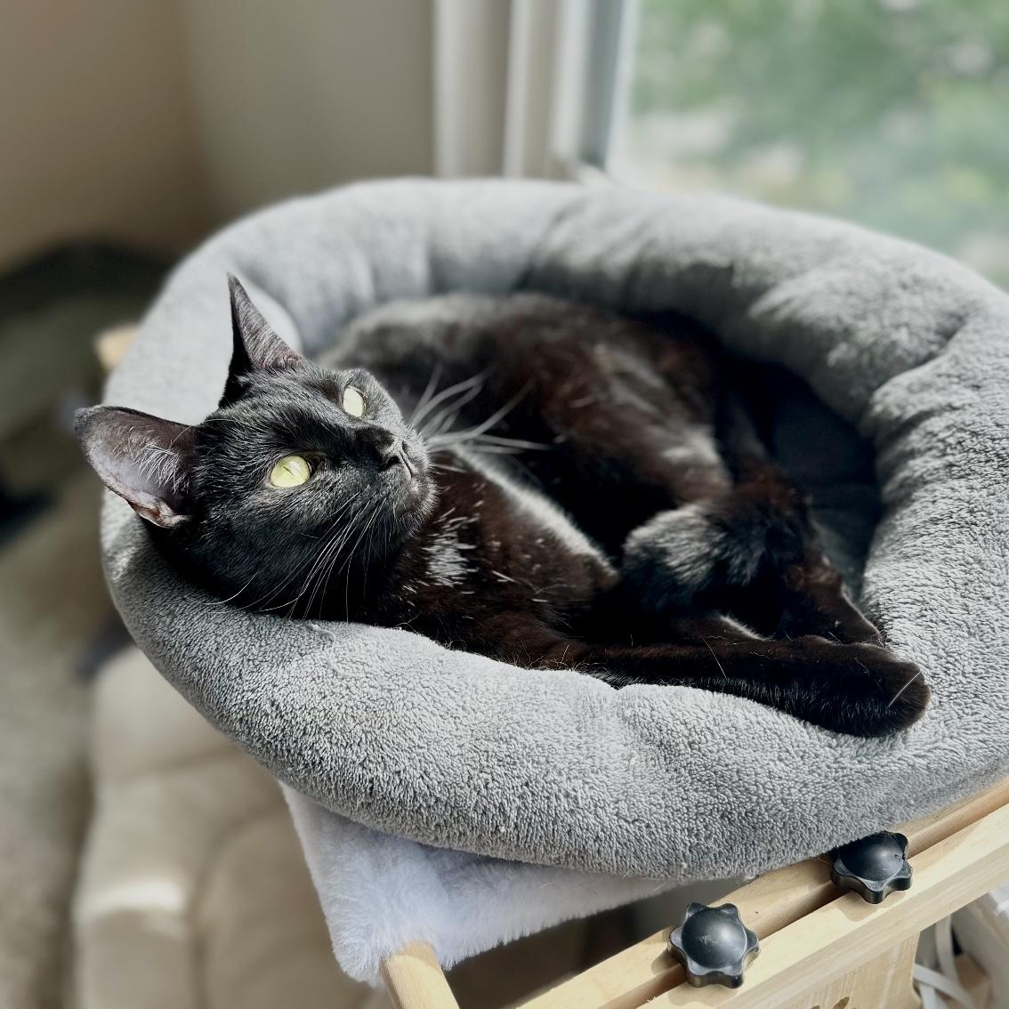 Enlarge Jordache, a Adoptable Domestic Short Hair in Suffolk, VA image 1/6