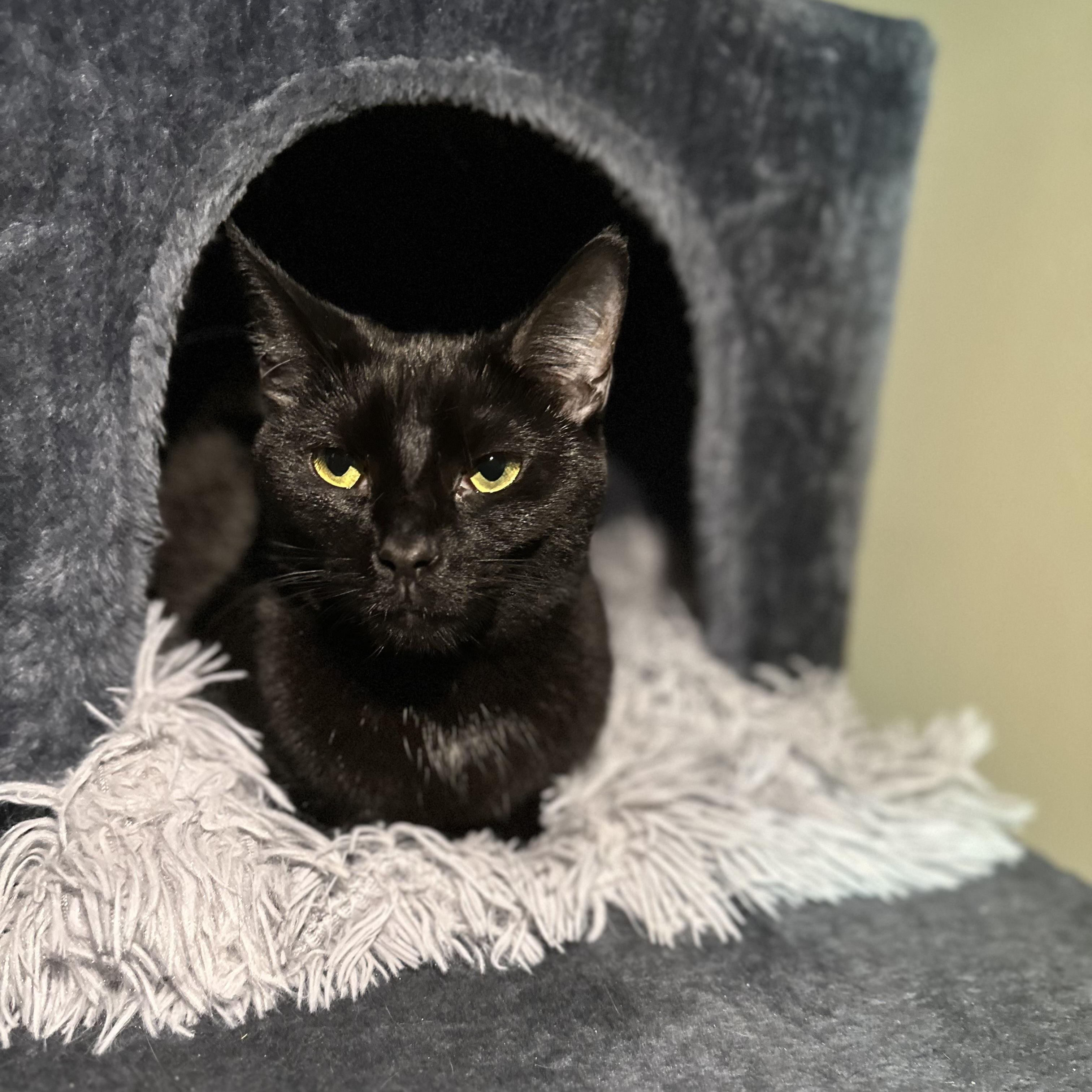 Jordache, Adult Female Domestic Short Hair