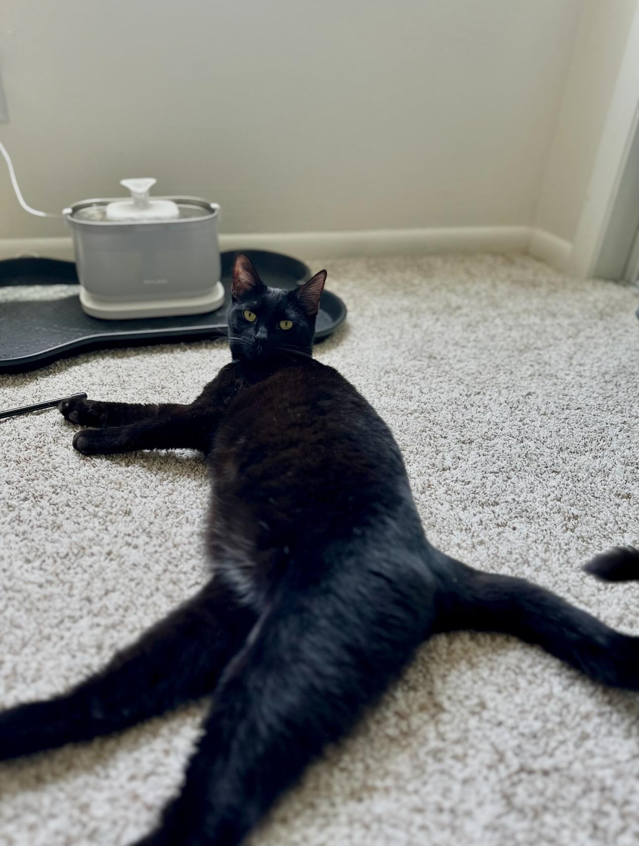 Enlarge Jordache, a Adoptable Domestic Short Hair in Suffolk, VA image 3/6