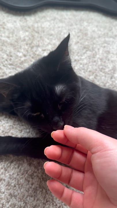 Enlarge Jordache, a Adoptable Domestic Short Hair in Suffolk, VA video 4/6