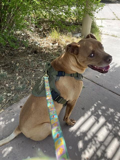 Enlarge CHRISTMAS, a Adoptable mixed breed in Albuquerque, NM image 1/1