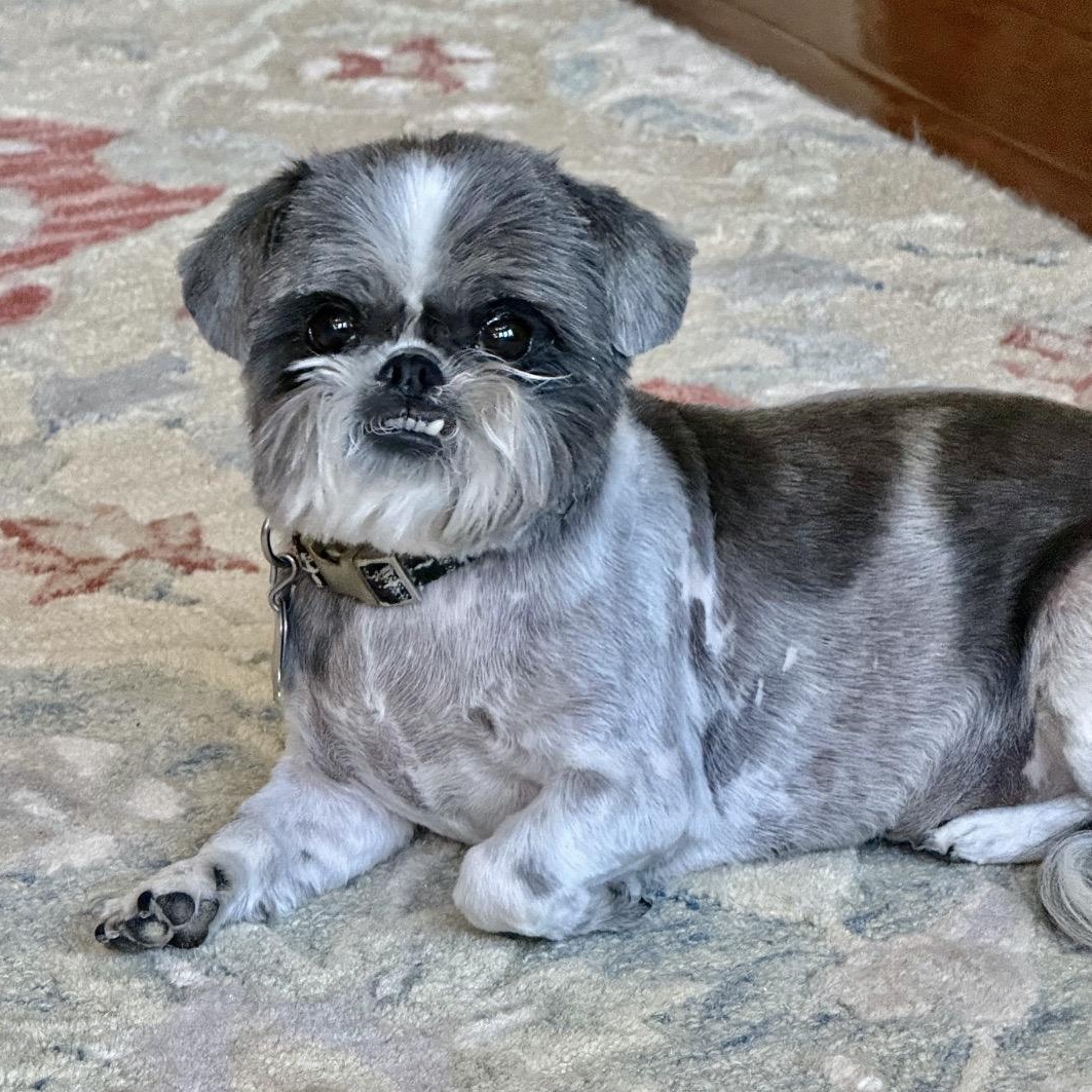 Enlarge Lucy Post, a Adoptable Shih Tzu in Plano, TX image 1/1
