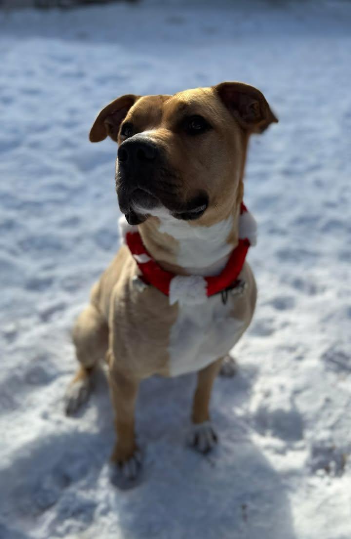 Archie, a ADOPTABLE mixed breed in Keswick, ON image 1/3