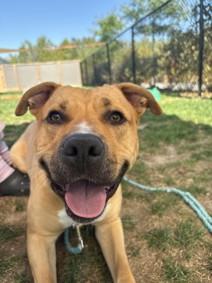 Archie, a ADOPTABLE mixed breed in Keswick, ON image 3/3