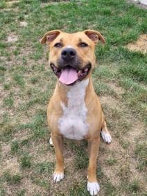 Archie, a ADOPTABLE mixed breed in Keswick, ON image 2/3