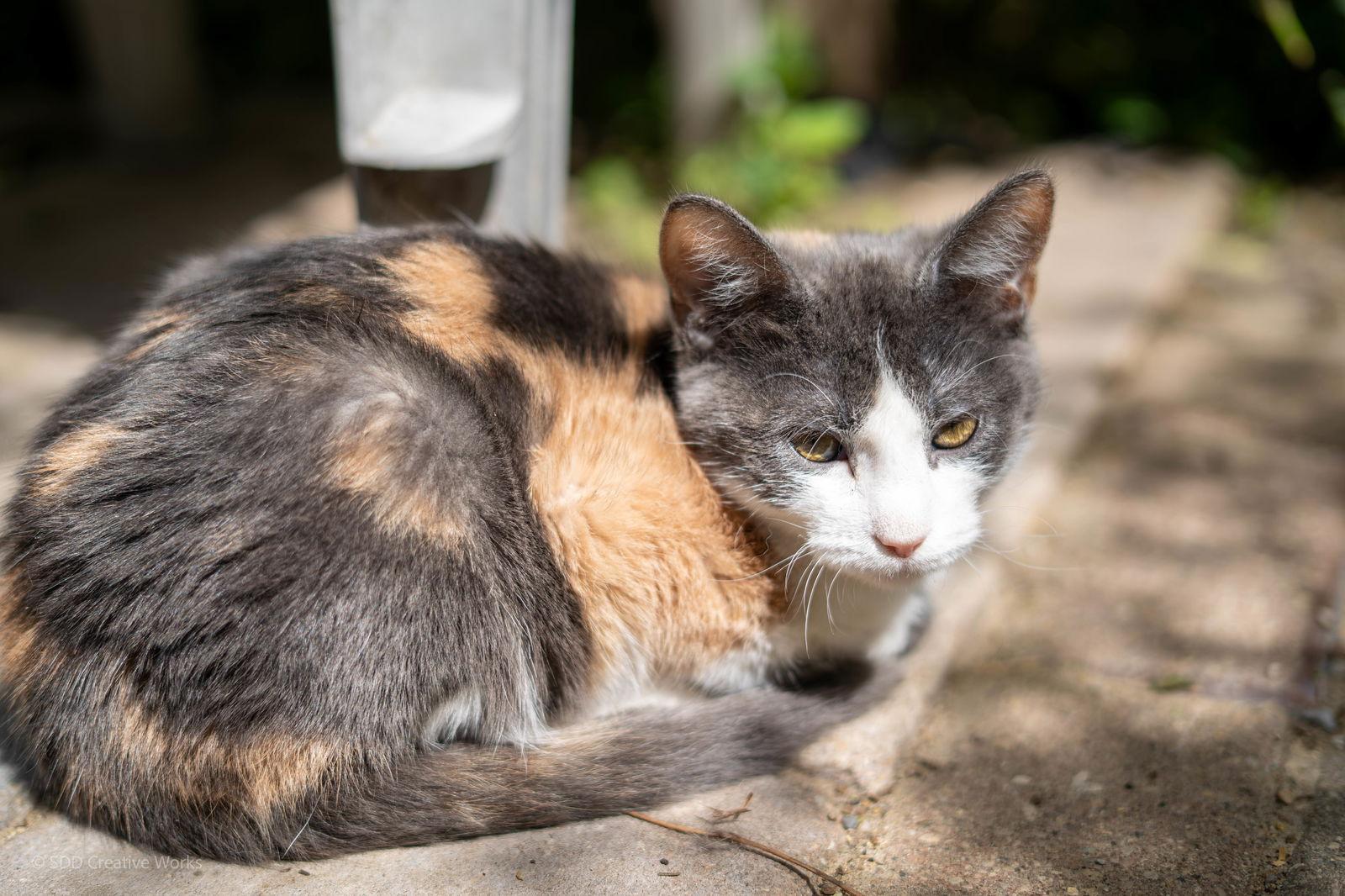 Copper, Adoptable, Kitten Female Dilute Calico.