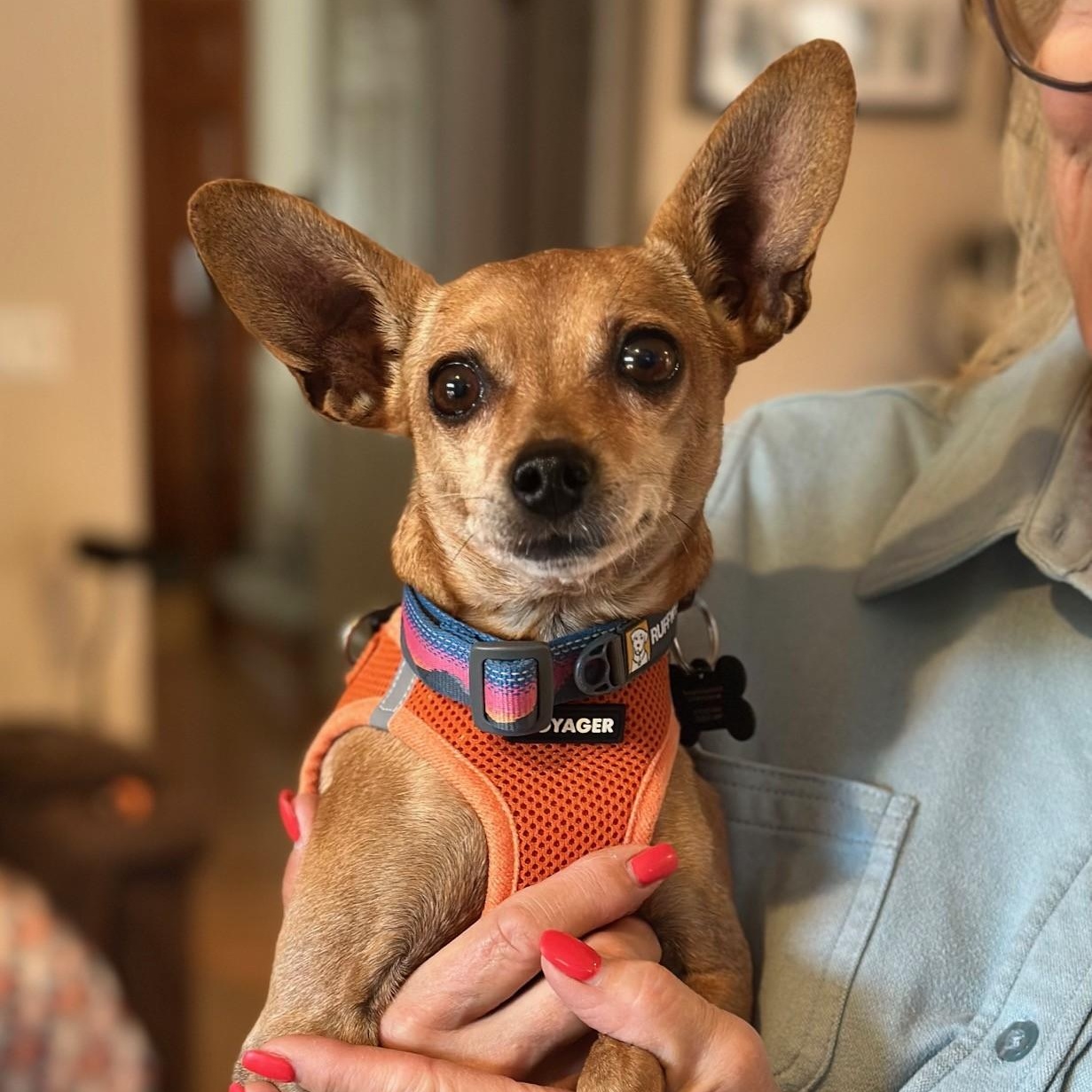 Enlarge Thelma, a Adoptable Chihuahua in Portland, OR image 1/1