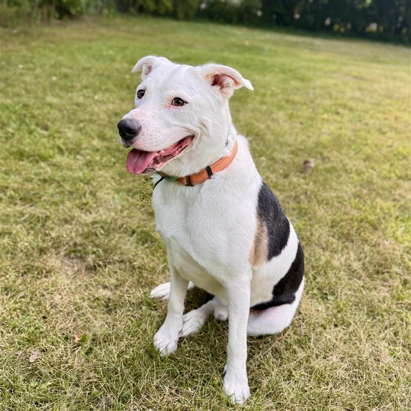 Phantom, a Adoptable Mixed Breed in Midland, MI image 1/4