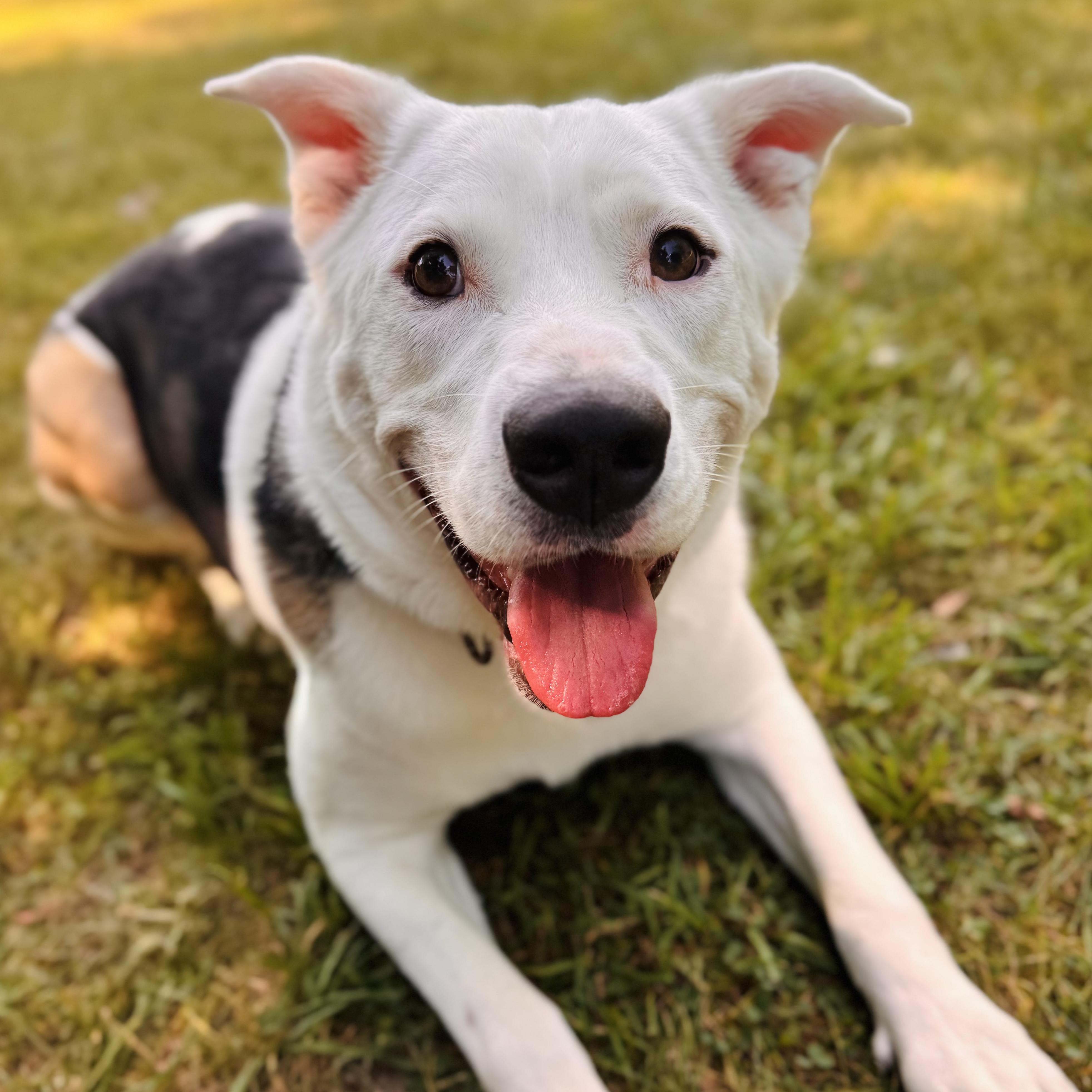 Phantom, a Adoptable Mixed Breed in Midland, MI image 2/4