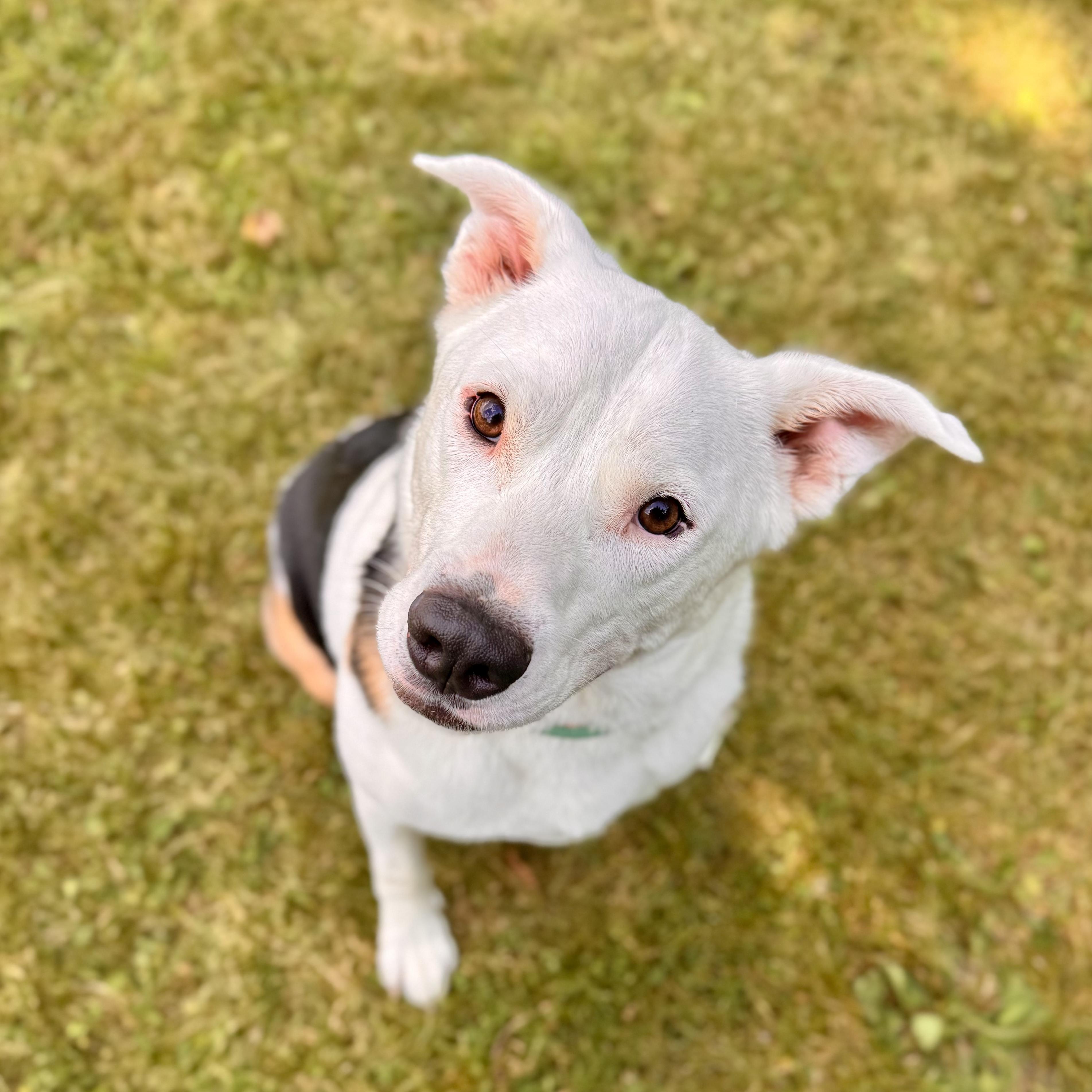 Phantom, a Adoptable Mixed Breed in Midland, MI image 3/4