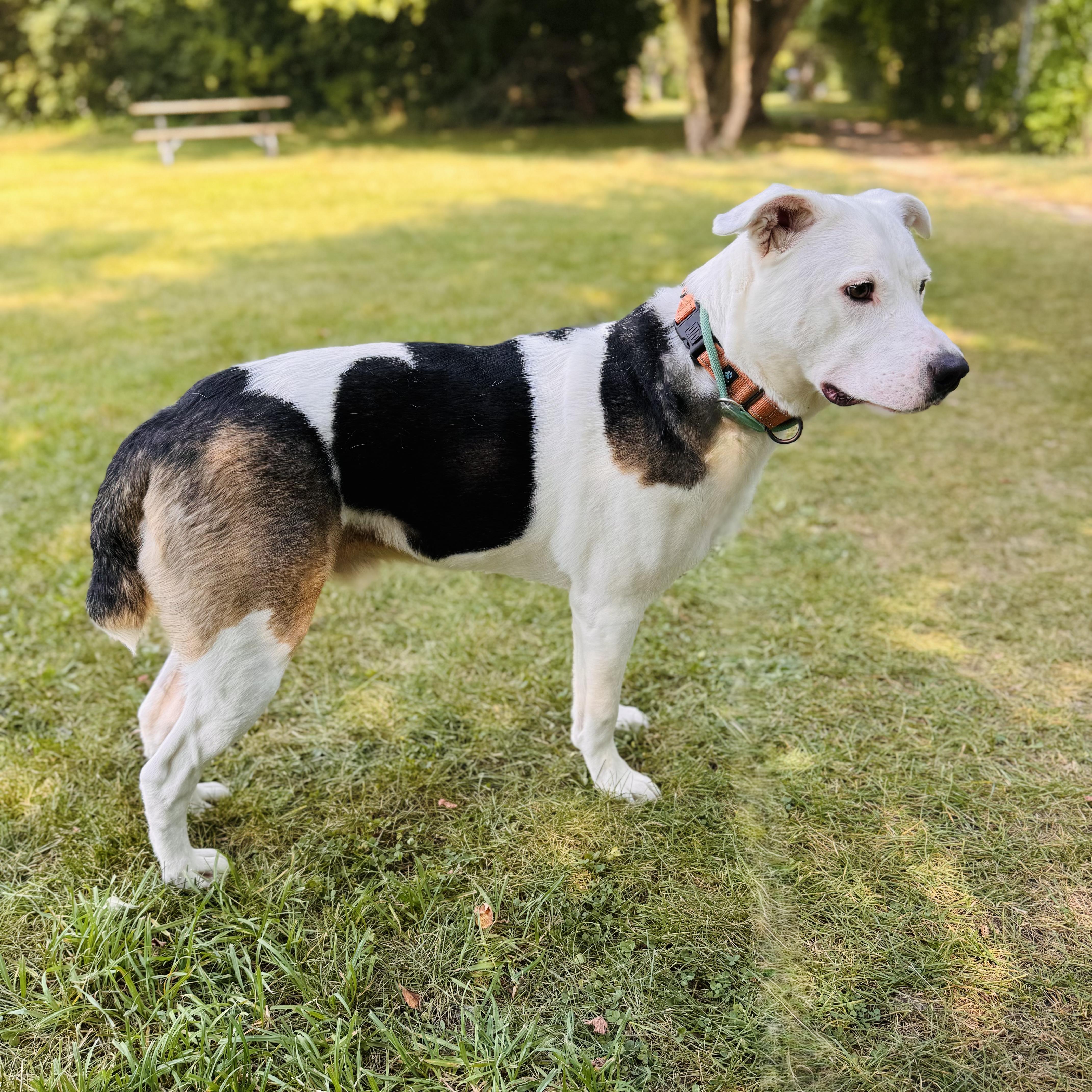 Phantom, a Adoptable Mixed Breed in Midland, MI image 4/4