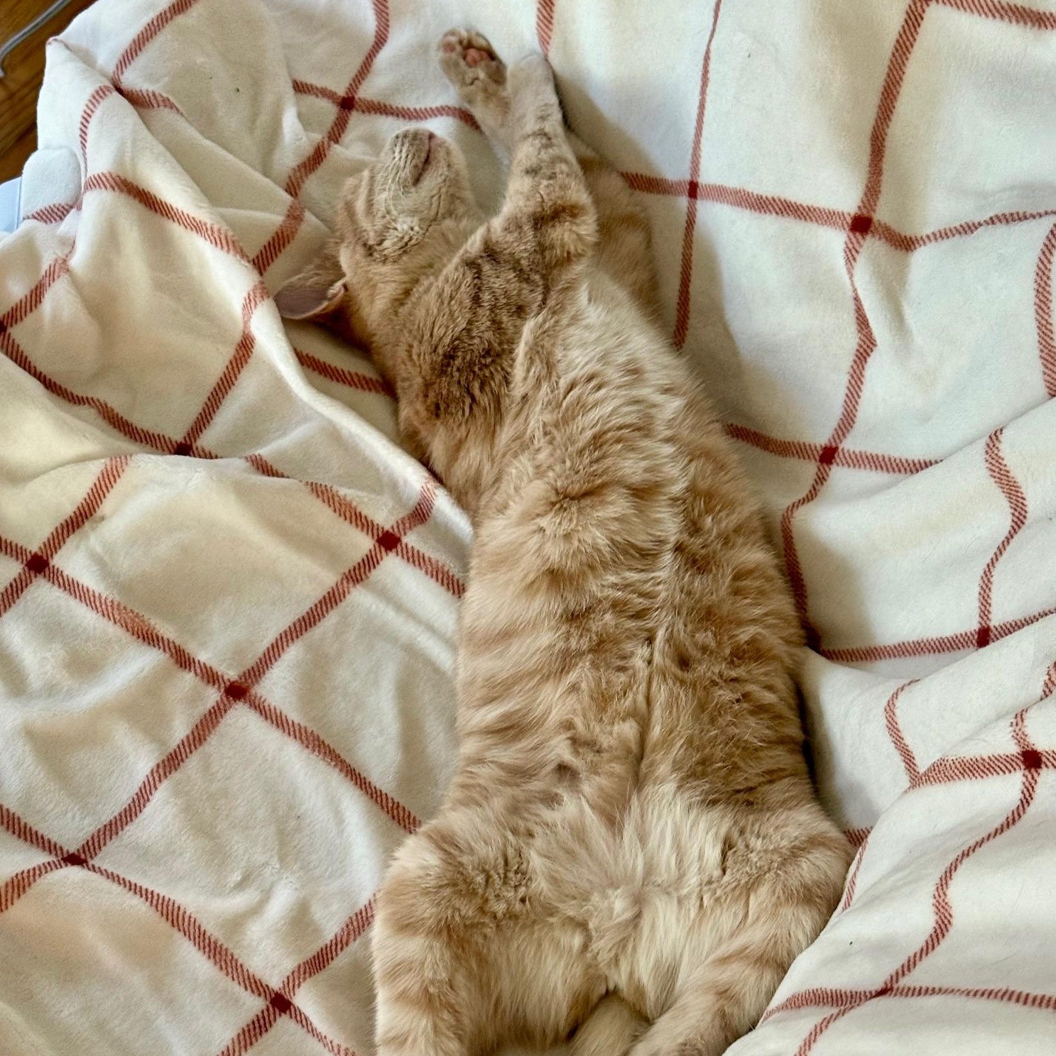 Enlarge Arden, a Adoptable Domestic Short Hair in Syracuse, NY image 2/6