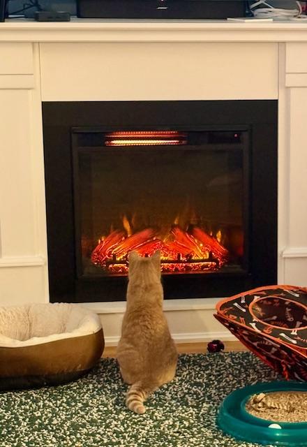 Enlarge Arden, a Adoptable Domestic Short Hair in Syracuse, NY image 4/6