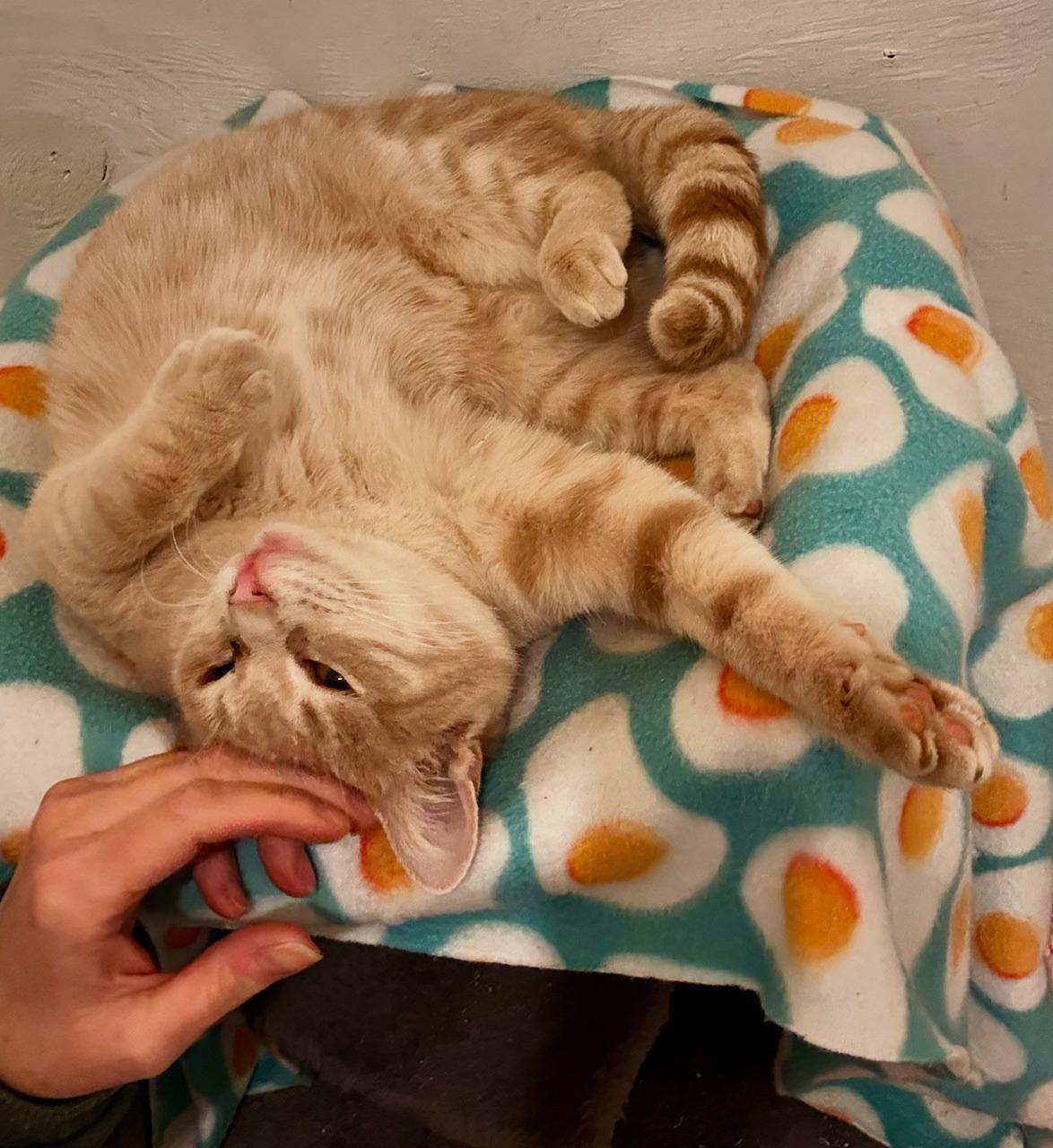 Enlarge Arden, a Adoptable Domestic Short Hair in Syracuse, NY image 3/6