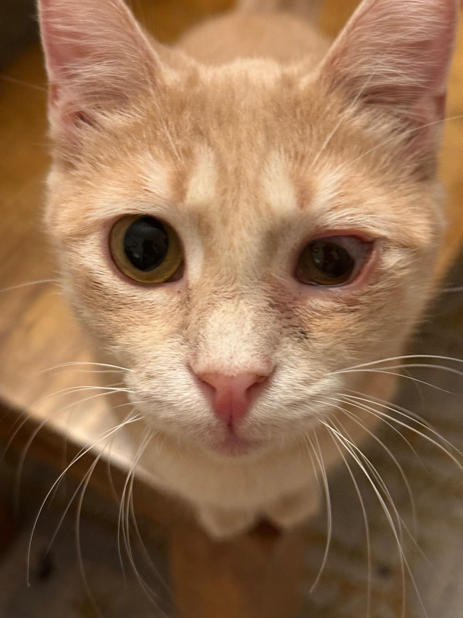 Enlarge Arden, a Adoptable Domestic Short Hair in Syracuse, NY image 1/6