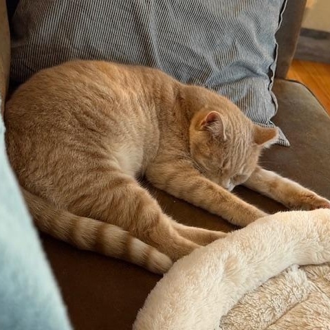 Enlarge Arden, a Adoptable Domestic Short Hair in Syracuse, NY image 5/6