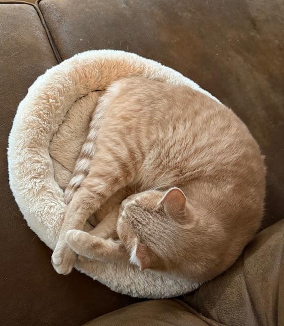 Enlarge Arden, a Adoptable Domestic Short Hair in Syracuse, NY image 1/6