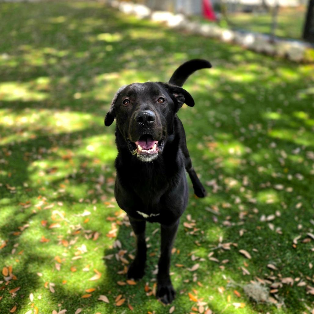 Chevy, Adoptable, Adult Male Shepherd & Mixed Breed.